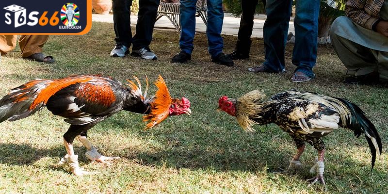 Việc luyện tập cho chiến kê của mình là điều vô cùng quan trọng