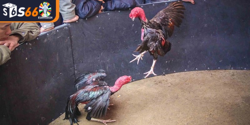 Một số điểm đặc biệt của trò chơi đá gà nòi trực tuyến tại S66