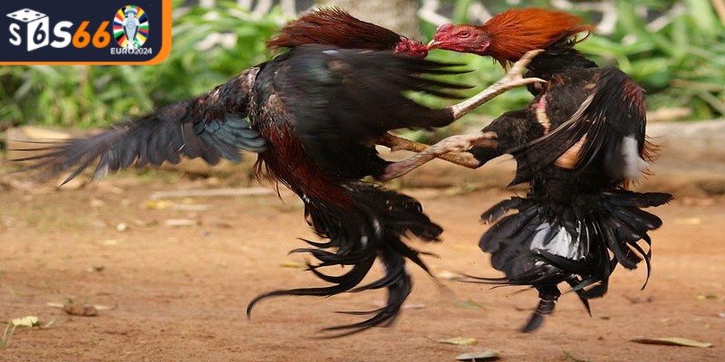 Luật chơi đá gà Thomo và các quy tắc cơ bản khi tham gia cá cược