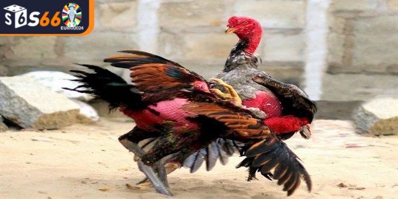 Làm thế nào để phân biệt thắng thua trong đá gà Thomo