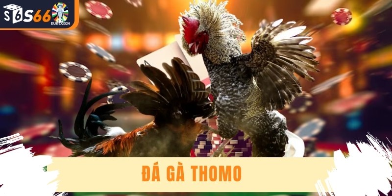 Đá Gà Thomo - Nơi Diễn Ra Trận Chiến Đỉnh Cao Hấp Dẫn